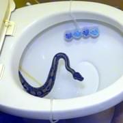 "Pomoc, ze záchodu mi leze had!"