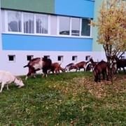 Strážníci v Bolevci naháněli stádo koz