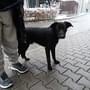 Dne 22.1.2023 byl do útulku přiveden pes nalezený 21.1.2023 večer v ulici Veleslavínova v Plzni.

