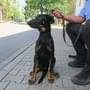 Dne 10.8.2022 nalezeno 4 měsíční štěně, pes uvázané u plotu v ulici Obchodní v Plzni.

