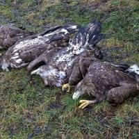 Travič zabil čtyři mořské orly