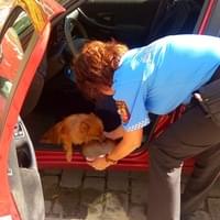 19letá řidička nechala grilovat psa v autě na slunci