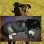 Psa u Plzně napadl divočák a zraněný pes utekl
